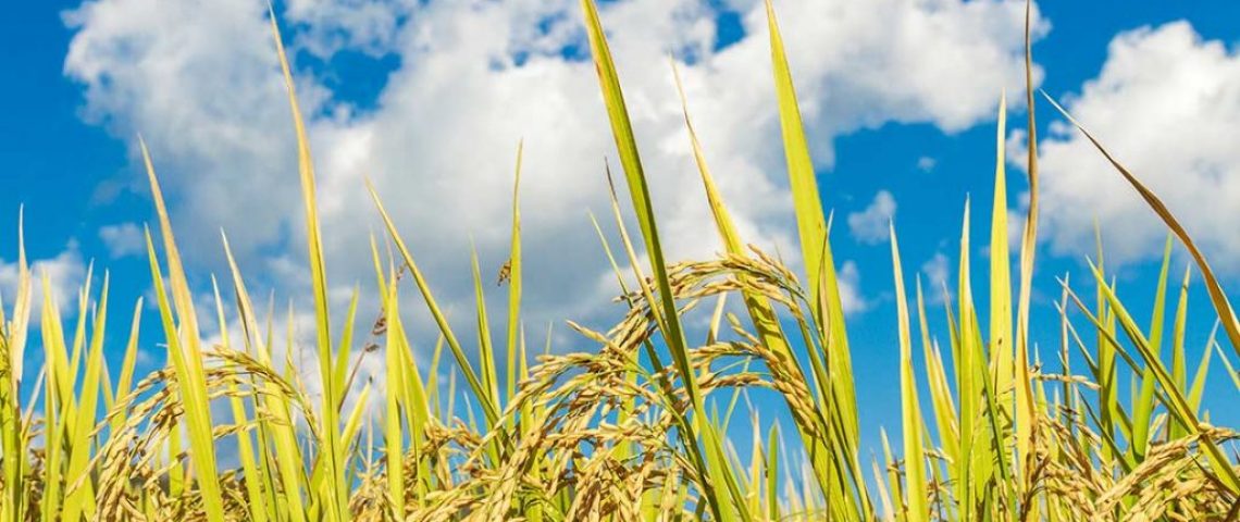 El cultivo de arroz en Colombia