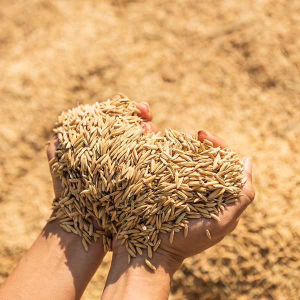 Apoyo a las arroceras en Colombia