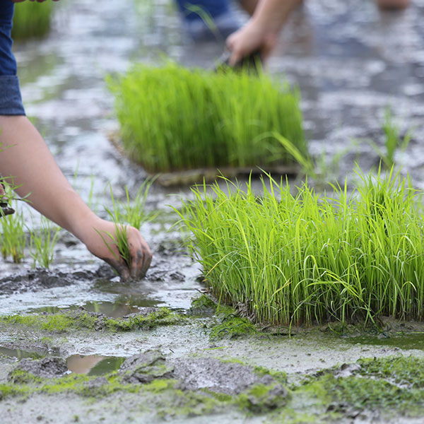 Como funciona el cultivo de arroz